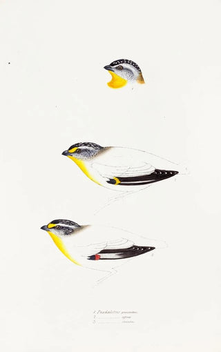 Elizabeth Gould - A synopsis of the birds of Australia and the adjacent Islands Pl22.webp