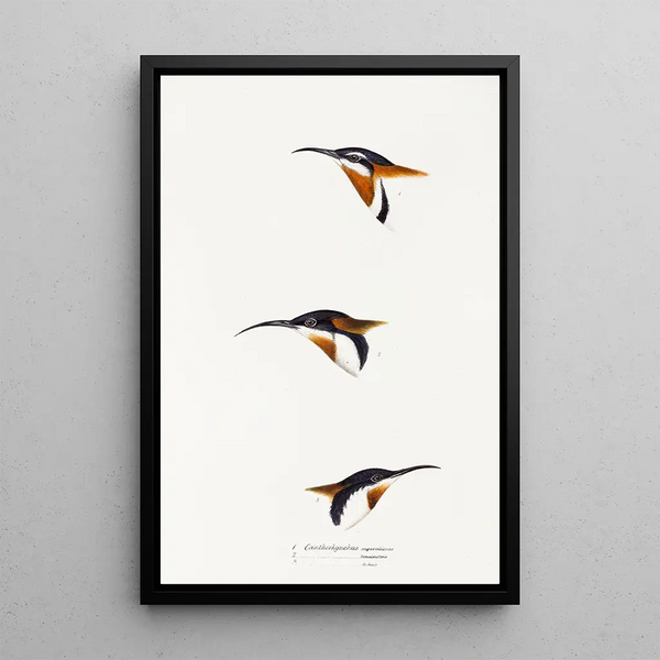 Elizabeth Gould - A synopsis of the birds of Australia and the adjacent Islands Pl27.webp