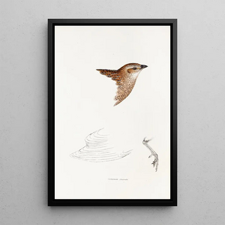 Elizabeth Gould - A synopsis of the birds of Australia and the adjacent Islands Pl28.webp