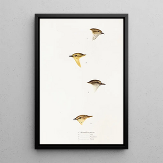 Elizabeth Gould - A synopsis of the birds of Australia and the adjacent Islands Pl59.webp