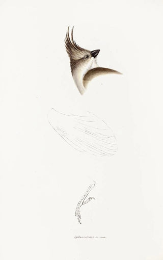 Elizabeth Gould - A synopsis of the birds of Australia and the adjacent Islands Pl63.webp