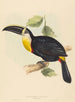 He suutelevat toucani - Elizabeth Gould — näkymä teoksesta