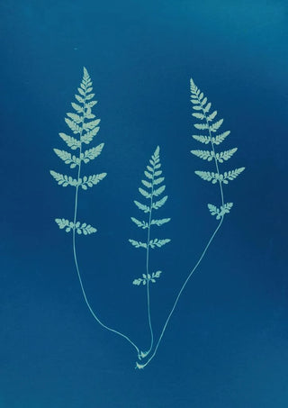 Ella J C Hurd - Ferns of Huntington Long Island Pl09.webp