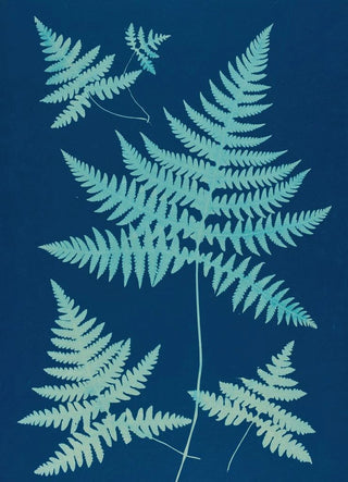 Ella J C Hurd - Ferns of Huntington Long Island Pl17.webp