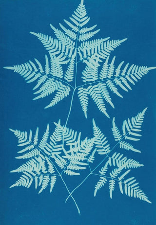 Ella J C Hurd - Ferns of Huntington Long Island Pl34.webp