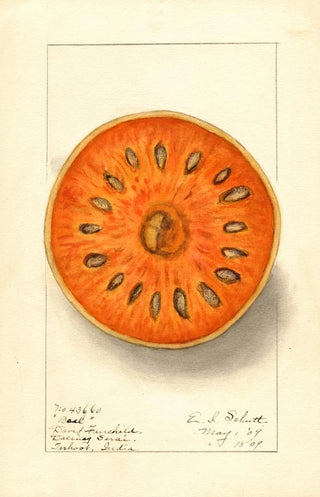Ellen Isham Schutt - Aegle marmelos.webp