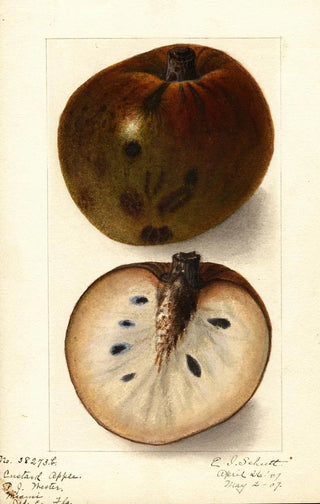 Ellen Isham Schutt - Annona reticulata.webp