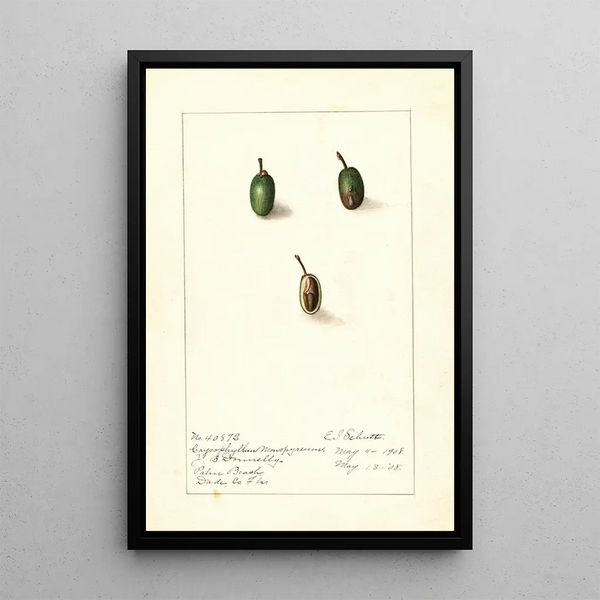 Chrysophyllum cainito - Ellen Isham Schutt — kehystetty taideteos seinällä