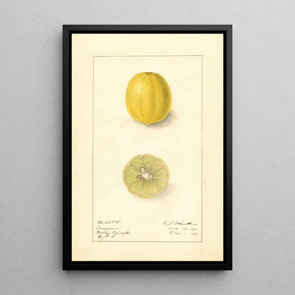 Citrus aurantiifolia Cameron - Ellen Isham Schutt — kehystetty taideteos seinällä