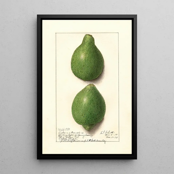 Citrus aurantiifolia Lisbon - Ellen Isham Schutt — kehystetty taideteos seinällä