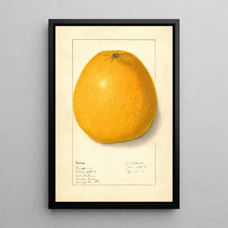 Ellen Isham Schutt - Citrus.webp