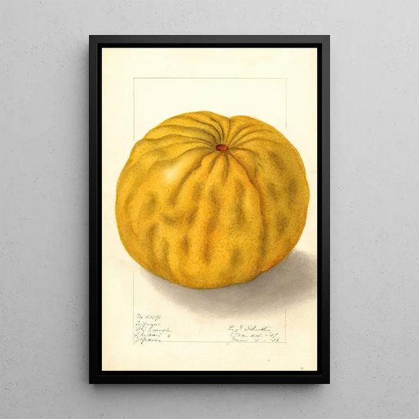 Citrus grandis To Yuzu - Ellen Isham Schutt — kehystetty taideteos seinällä