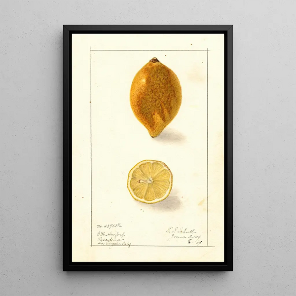 Citrus limon - Ellen Isham Schutt — kehystetty taideteos seinällä