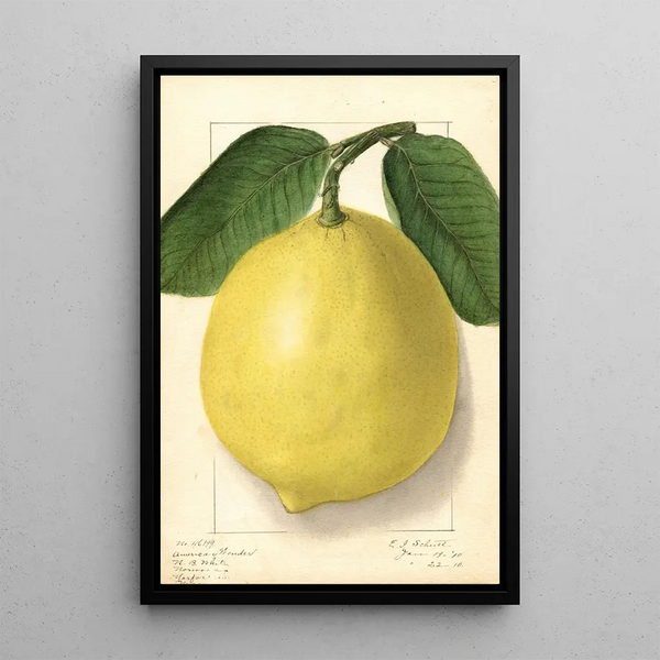 Citrus limon American Wonder - Ellen Isham Schutt — kehystetty taideteos seinällä