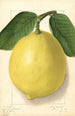 Citrus limon American Wonder - Ellen Isham Schutt — näkymä teoksesta