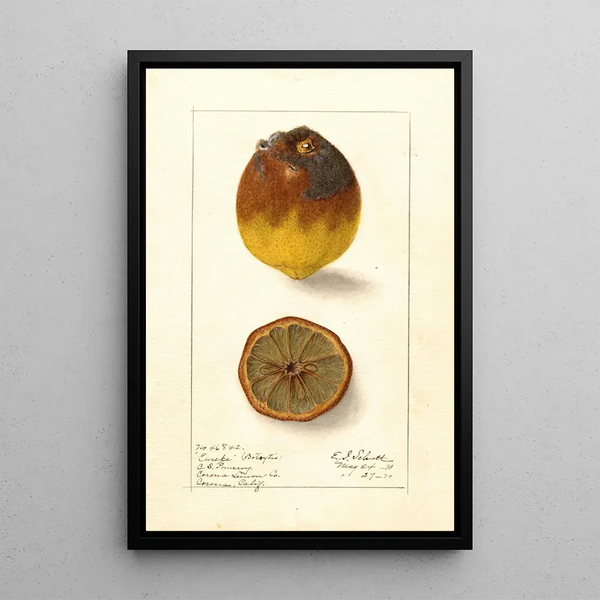 Citrus limon Eureka - Ellen Isham Schutt — kehystetty taideteos seinällä
