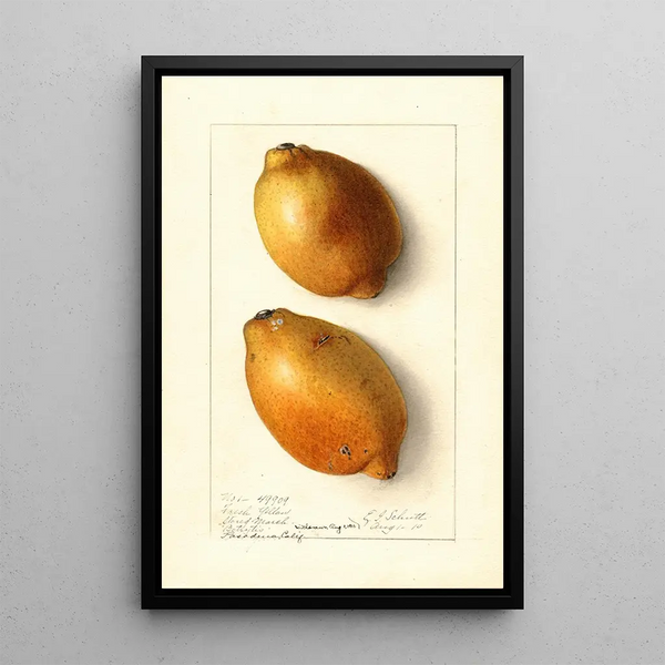 Citrus limon Fresh Yellow - Ellen Isham Schutt — kehystetty taideteos seinällä