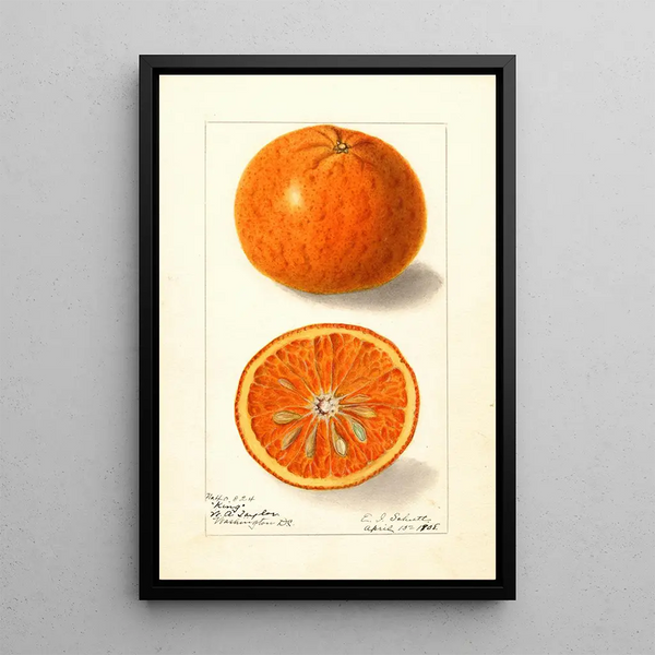 Citrus nobilis King - Ellen Isham Schutt — kehystetty taideteos seinällä