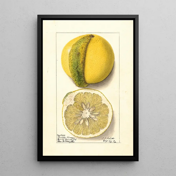 Citrus paradisi Chimera - Ellen Isham Schutt — kehystetty taideteos seinällä
