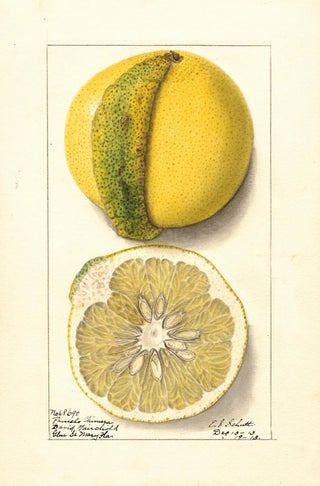 Ellen Isham Schutt - Citrus paradisi Chimera.webp