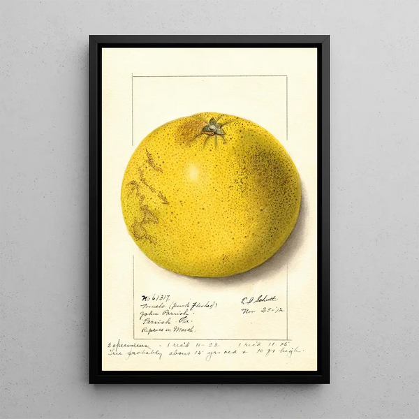 Citrus paradisi Pink Fleshed - Ellen Isham Schutt — kehystetty taideteos seinällä