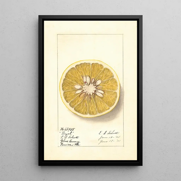 Royal Citrus paradisi - Ellen Isham Schutt — kehystetty taideteos seinällä