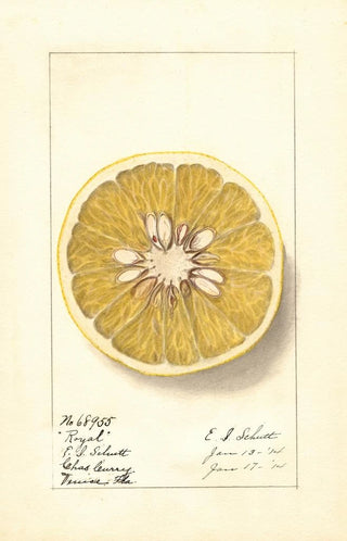 Ellen Isham Schutt - Citrus paradisi Royal.webp