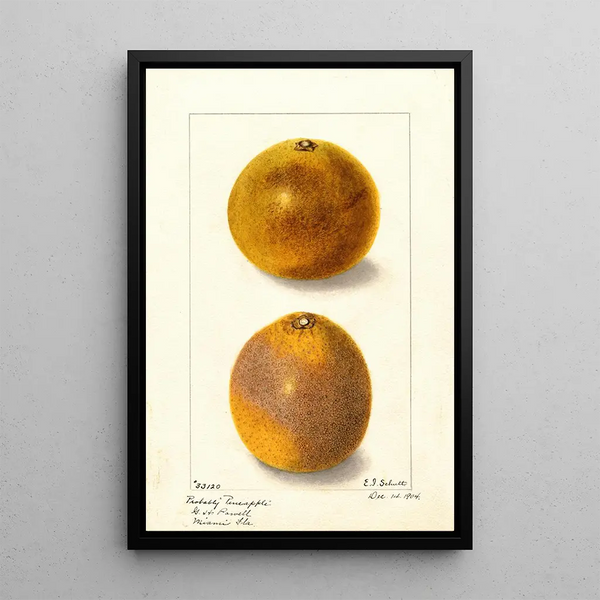 Citrus sinensis - Ellen Isham Schutt — kehystetty taideteos seinällä