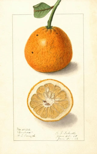 Ellen Isham Schutt - Citrus sinensis Bonboro.webp