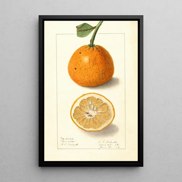 Citrus sinensis Bonboro - Ellen Isham Schutt — kehystetty taideteos seinällä