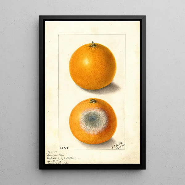 Citrus sinensis Indian River - Ellen Isham Schutt — kehystetty taideteos seinällä