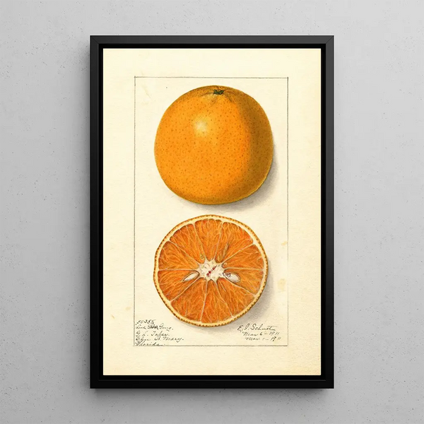 Citrus sinensis Lue Gim Gong - Ellen Isham Schutt — kehystetty taideteos seinällä