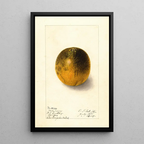 Citrus sinensis Valencia - Ellen Isham Schutt — kehystetty taideteos seinällä