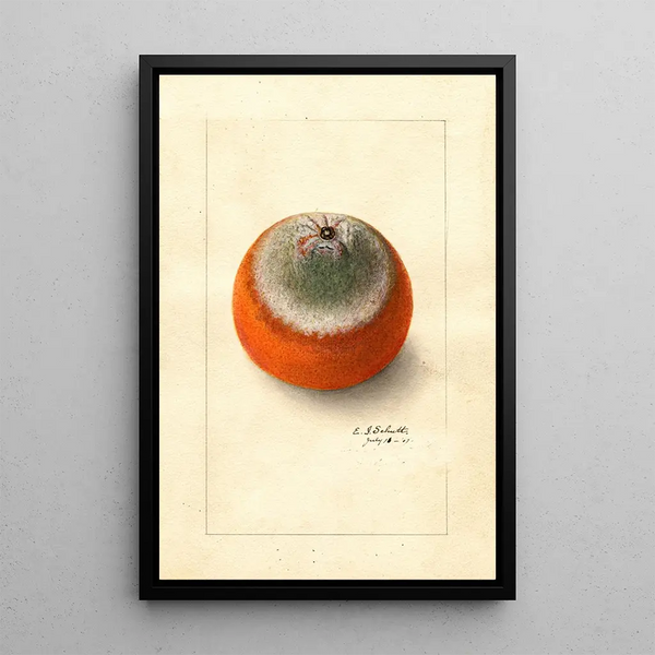 Citrus sinensis Valencia myöhäinen - Ellen Isham Schutt — kehystetty taideteos seinällä