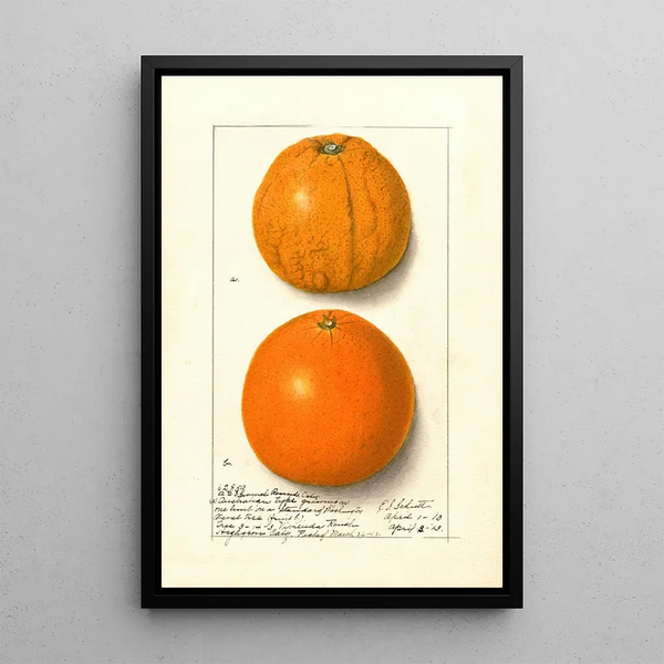 Citrus sinensis Washington Navel - Ellen Isham Schutt — kehystetty taideteos seinällä