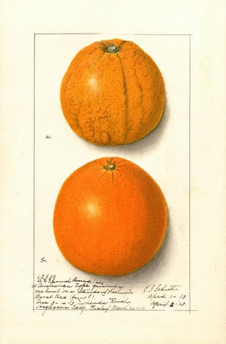 Ellen Isham Schutt - Citrus sinensis Washington Navel.webp