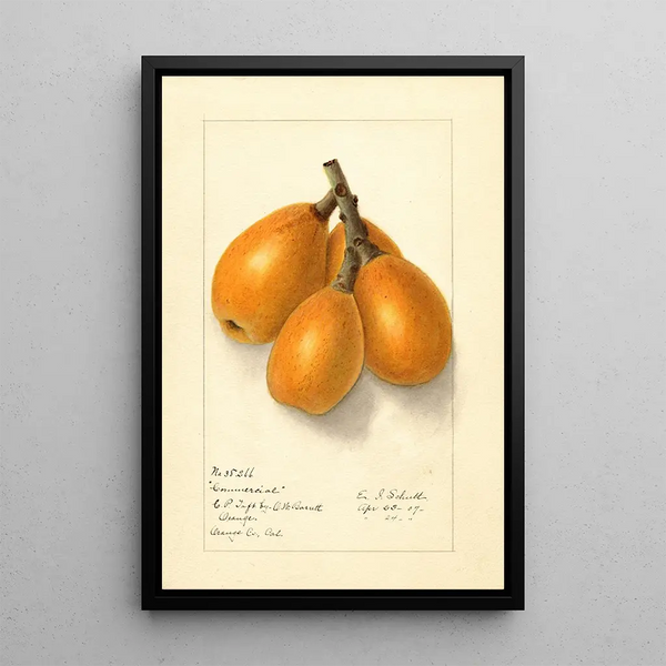 Eriobotrya japonica Kaupallinen - Ellen Isham Schutt — kehystetty taideteos seinällä