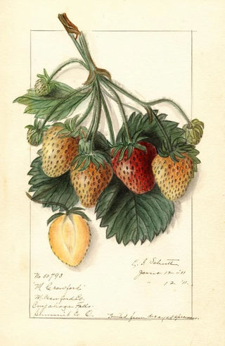 Ellen Isham Schutt - Fragaria M.webp