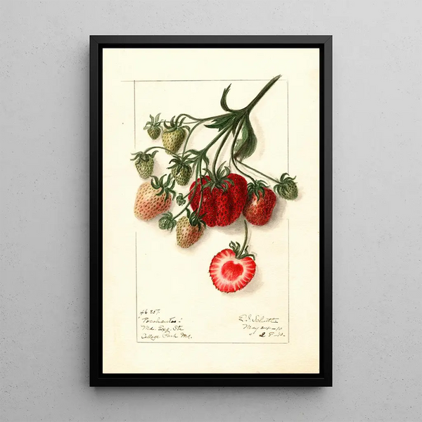 Fragaria Pocahontas - Ellen Isham Schutt — kehystetty taideteos seinällä