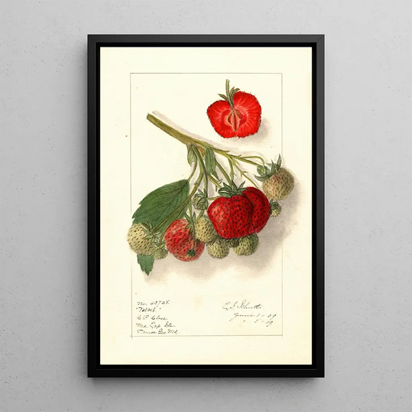 Fragaria Velvet - Ellen Isham Schutt — kehystetty taideteos seinällä