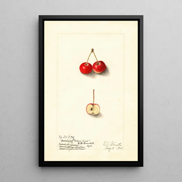 Malus Cherry Crab - Ellen Isham Schutt — kehystetty taideteos seinällä