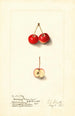 Malus Cherry Crab - Ellen Isham Schutt — näkymä teoksesta