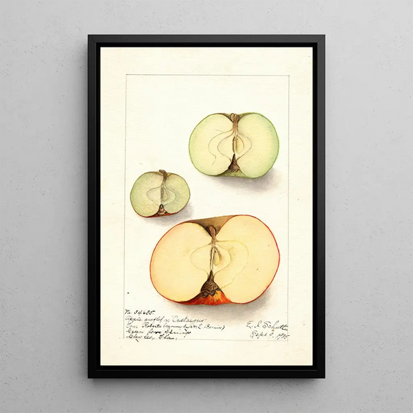 Malus domestica - Ellen Isham Schutt — kehystetty taideteos seinällä