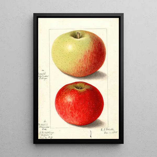 Malus domestica Alexander Tillage - Ellen Isham Schutt — kehystetty taideteos seinällä