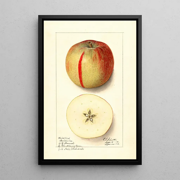 Malus domestica Baldwin - Ellen Isham Schutt — kehystetty taideteos seinällä