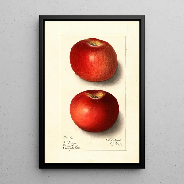 Malus domestica Beach - Ellen Isham Schutt — kehystetty taideteos seinällä