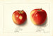 Malus domestica Jonathan - Ellen Isham Schutt — näkymä teoksesta