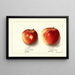 Malus domestica Jonathan - Ellen Isham Schutt — kehystetty taideteos seinällä