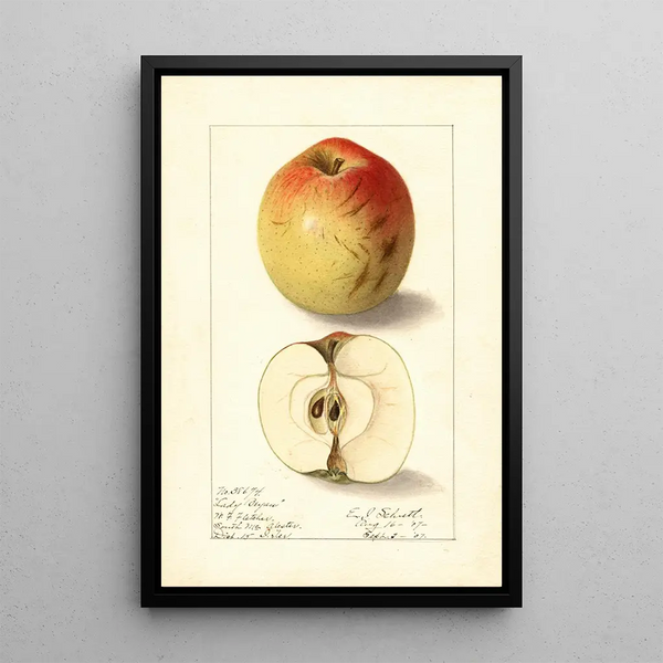 Malus domestica Lady Bryan - Ellen Isham Schutt — kehystetty taideteos seinällä