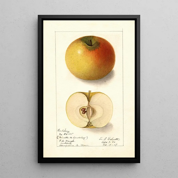 Malus domestica Landsberg - Ellen Isham Schutt — kehystetty taideteos seinällä